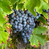 Château de Brague Rouge 2014