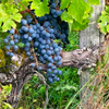 Plantier de la Reine 2015